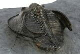 Detailed Scotoharpes Trilobite - Boudib, Morocco #310513-4